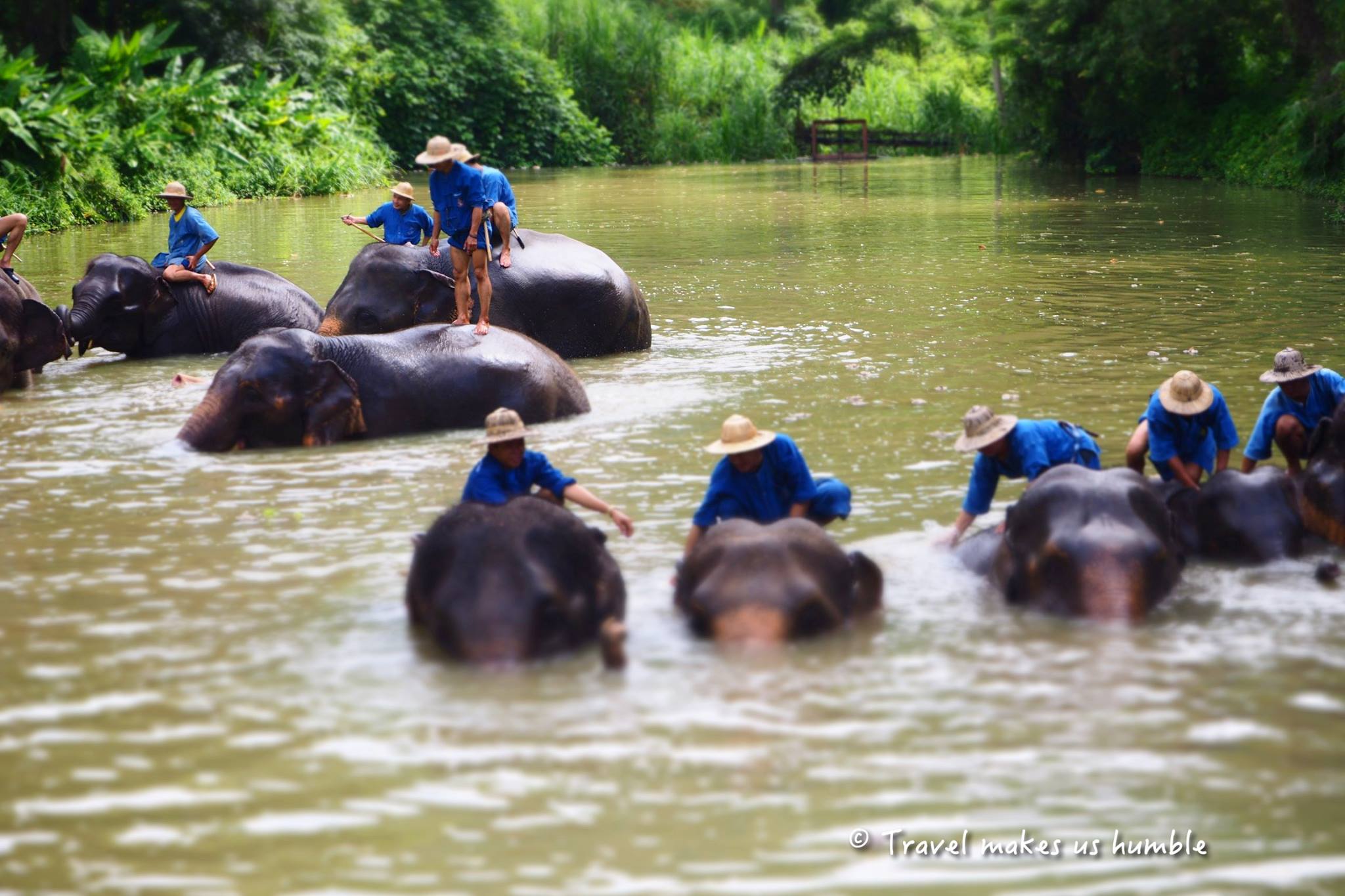 สถาบันคชบาลแห่งชาติในพระอุปถัมภ์ฯ